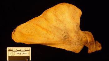 Media type: image;   Mammalogy 20043